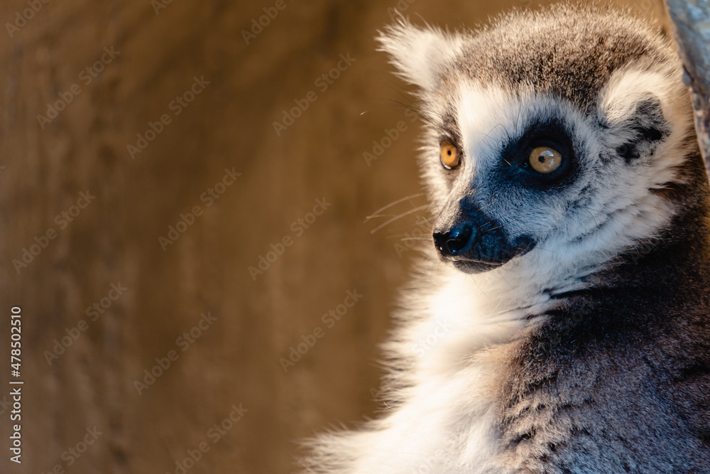 Obraz premium ワオキツネザル