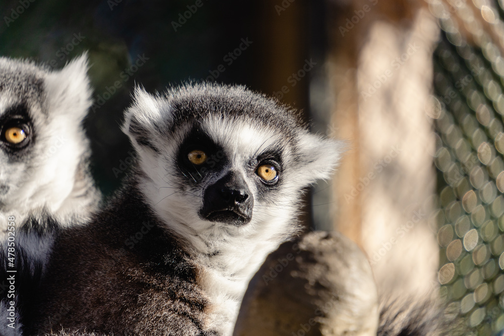 Fototapeta premium ワオキツネザル