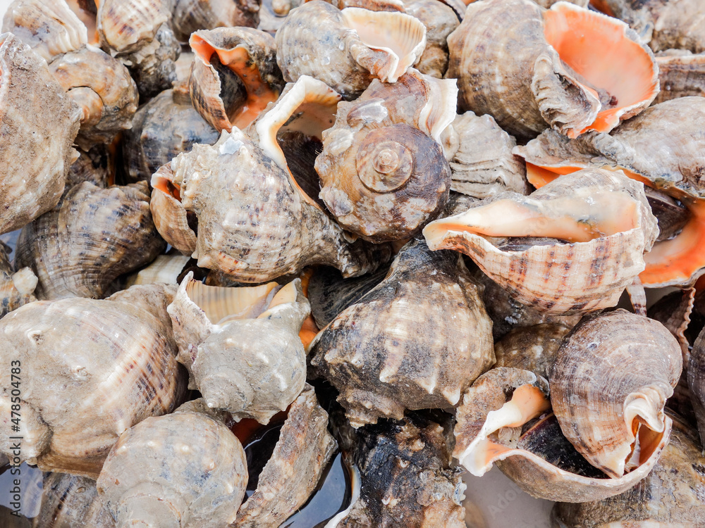 In a farmer's market, a variety of seafood are stacked and sold, including crabs, conch, sea shrimp, skin shrimp, clams, river crabs, mirror fish and so on.