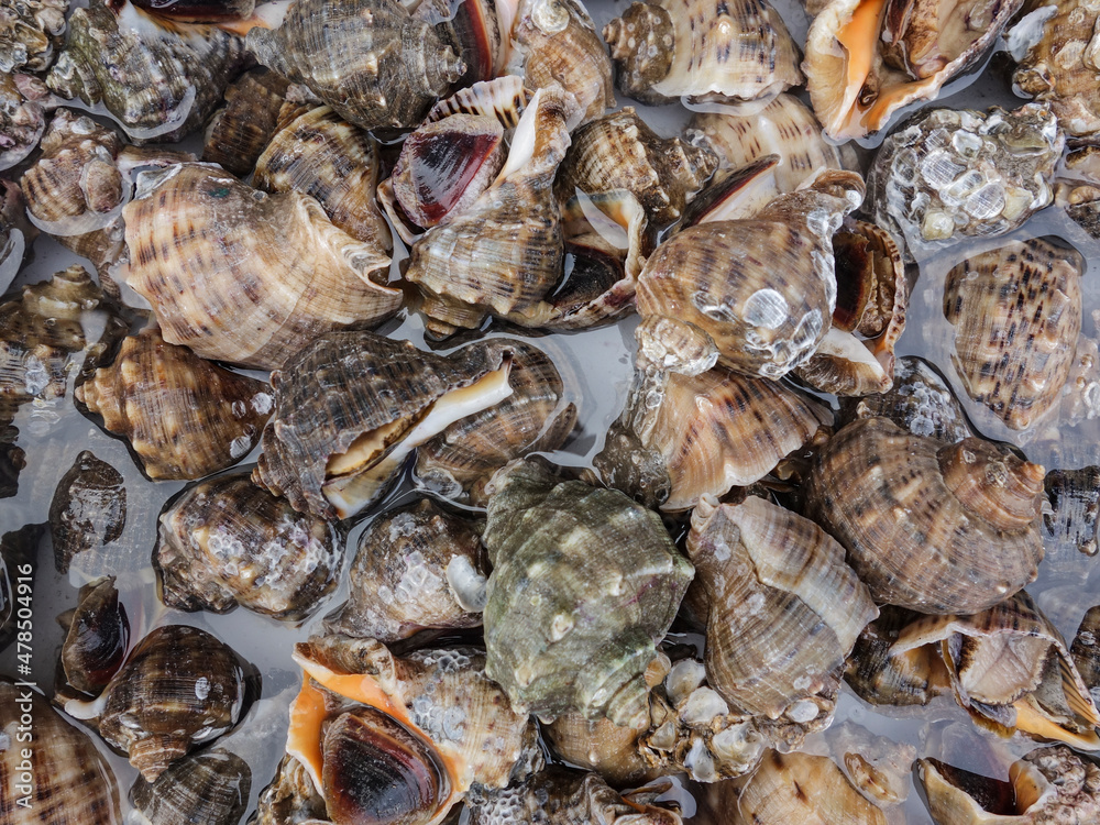 In a farmer's market, a variety of seafood are stacked and sold, including crabs, conch, sea shrimp, skin shrimp, clams, river crabs, mirror fish and so on. In a farmer's market, a variety of seafood are stacked and sold, including crabs, conch, sea shrimp, skin shrimp, clams, river crabs, mirror fish and so on.