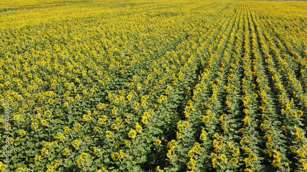 Sunflower field, top view. Sunflower plants bloom in a farmer's field. Sunflower field, top view. Sunflower plants bloom in a farmer's field.
