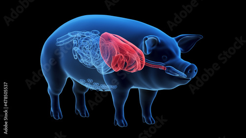 Photos 3d rendered illustration of the porcine anatomy - the lung
