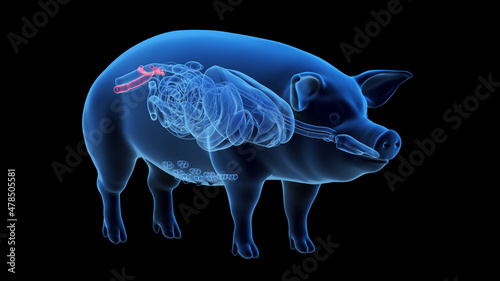 Canvastavla 3d rendered illustration of the porcine anatomy - the uterus