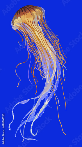 Brown jellyfish pictures, tentakel poisonous, art.illustration, vector