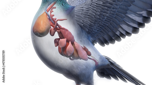 3d rendered illustration of a pigeons anatomy - the organs photo