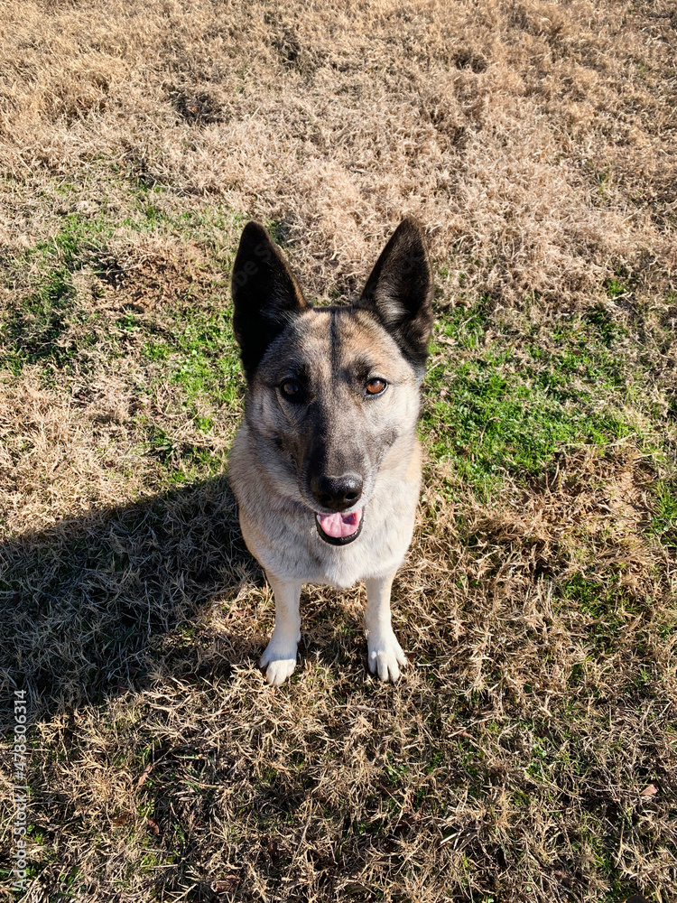 Fototapeta premium German Shepherd Siberian Husky mix dog outdoors smiling at the viewer