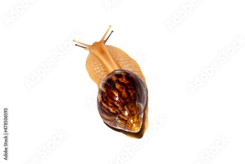 Giant African snail Achatina on white background. Achatina snail baby close up. Tropical snail Achatina fulica with shell.