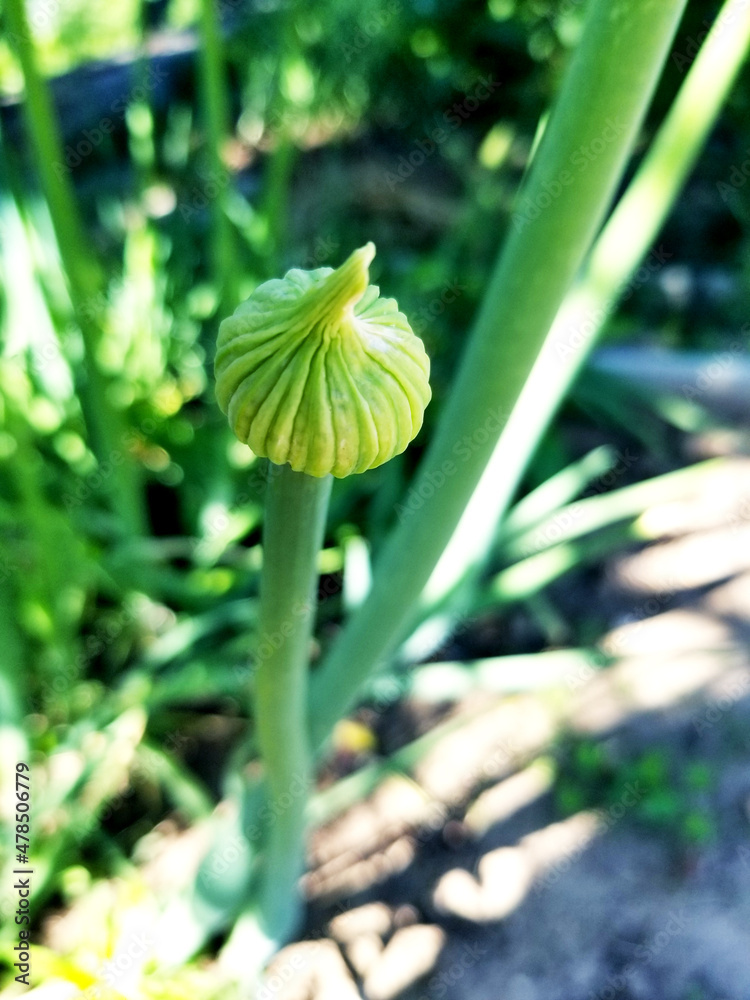 Bolting onion flower bulb ready to bloom Stock Photo Adobe Stock