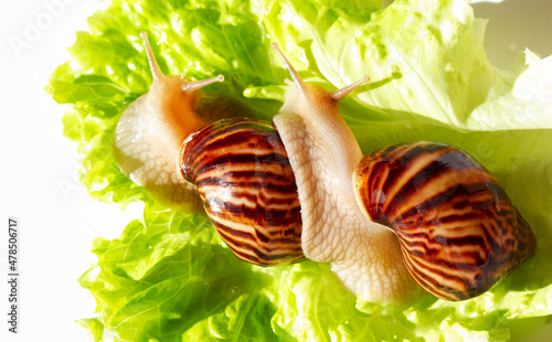 Giant tropical brown snail Achatina eating green lettuce over white background. Two Baby Snail akhatina with a shell macro photography. Close-up of a mollusk.