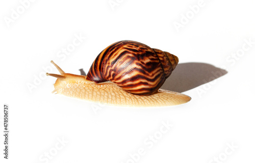Giant African snail Achatina on white background. Achatina snail baby close up. Tropical snail Achatina fulica with shell.