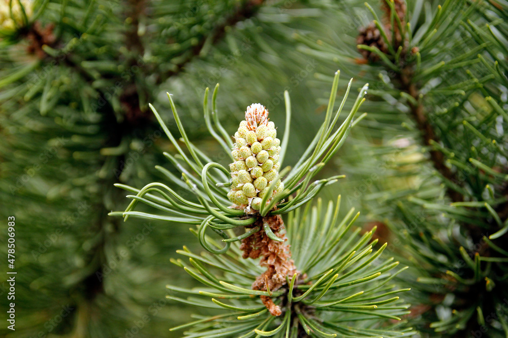 Young pine cone close-up. Nature, environment background Young pine cone close-up. Nature, environment background