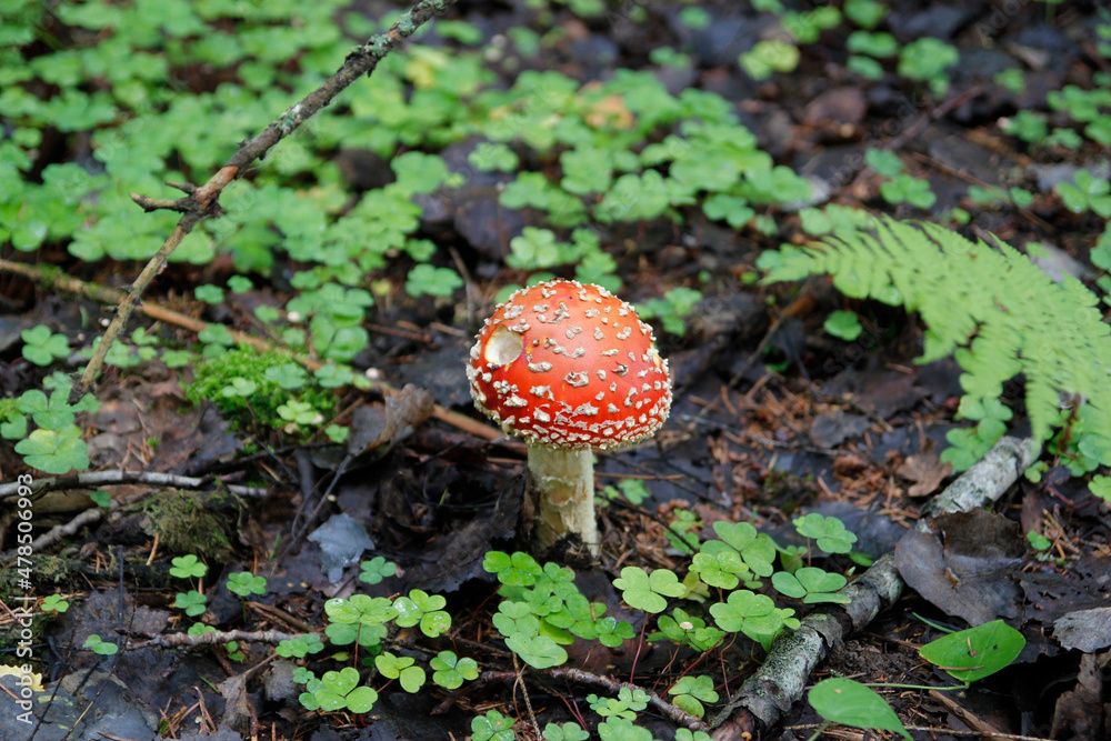 Amanita muscaria in forest - poisonous toadstool commonly known as fly agaric or fly amanita Amanita muscaria in forest - poisonous toadstool commonly known as fly agaric or fly amanita