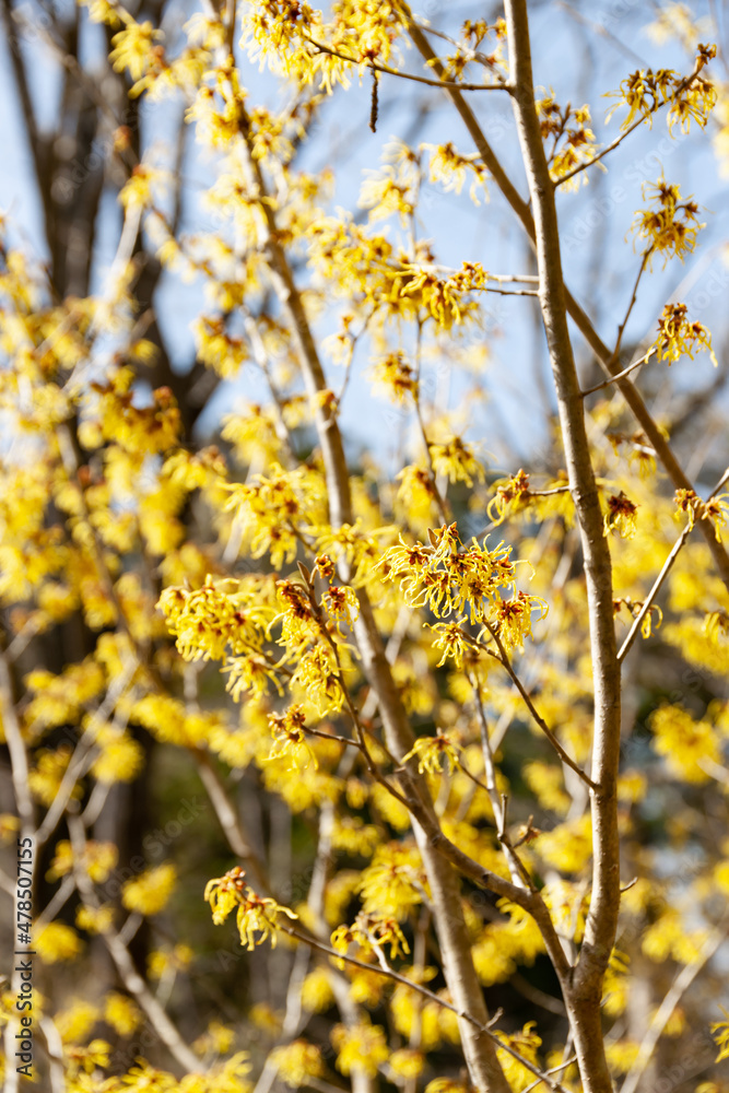 満開のマンサク