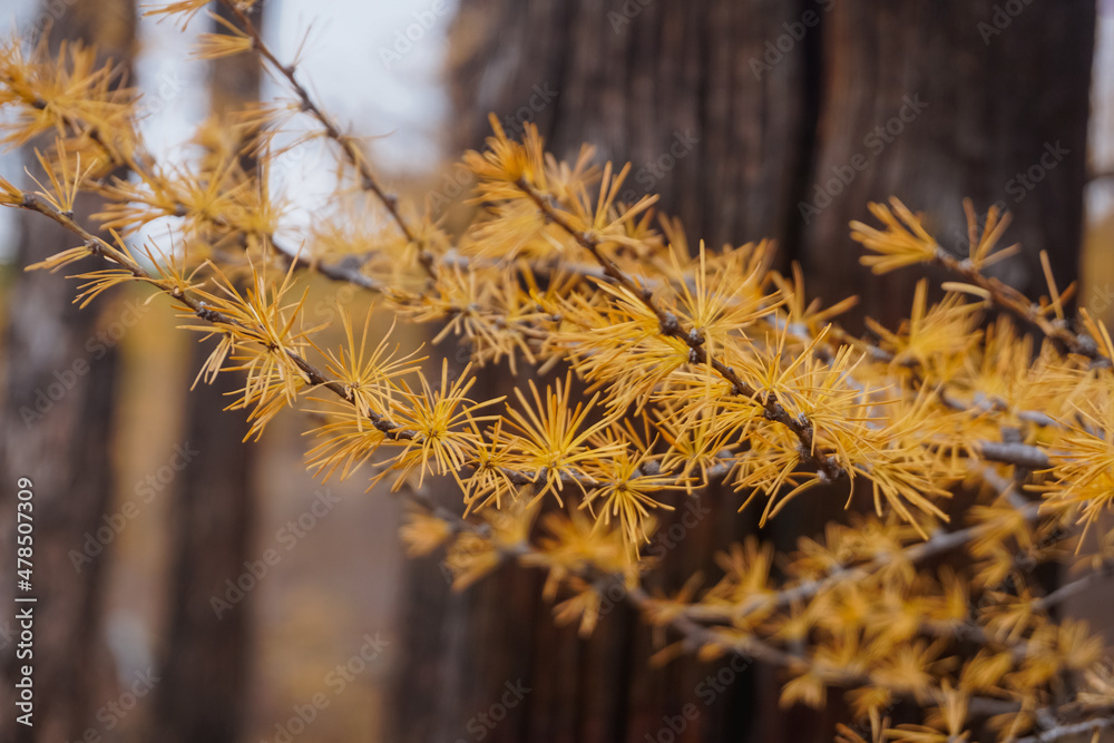 Branches of yellow larch in autumn