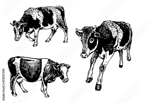 Vector collection of cows on white, cattle farm animal, graphical milky cow elements