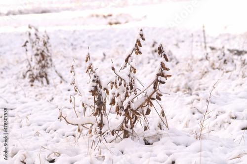 雪の朝の風景　放置された黒豆
