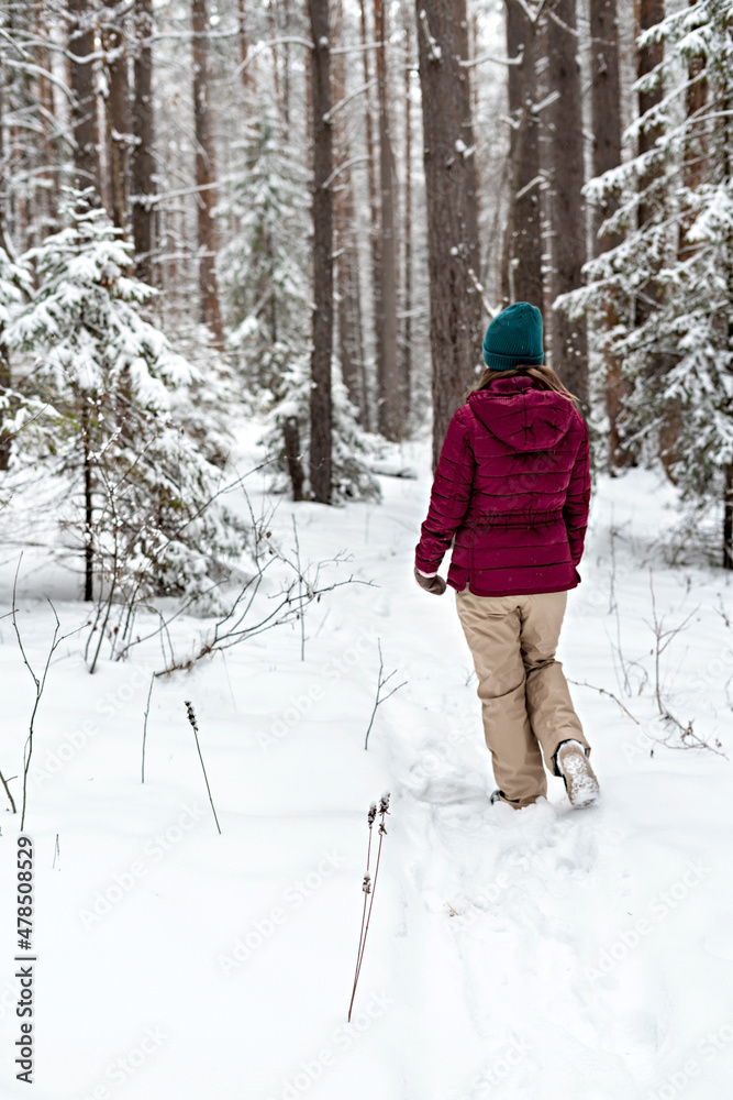 Rear view of young woman in red jacket walking in winter snowy coniferous forest, beauty in nature, active lifestyle winter hiking