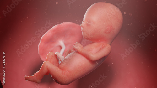 3d rendered illustration of a human fetus - week 15