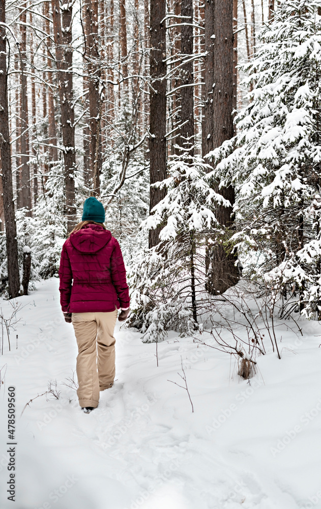 Rear view of young woman in red jacket walking in winter snowy coniferous forest, beauty in nature, active lifestyle winter hiking