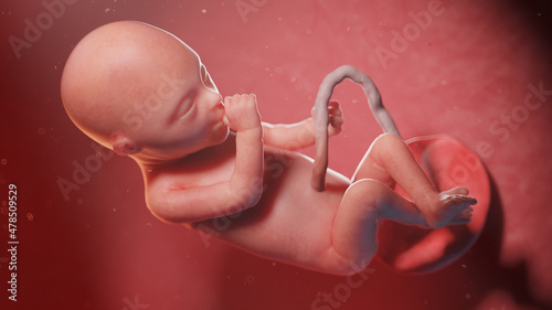 Foto 3d rendered illustration of a human fetus - week 20