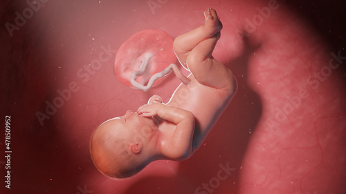 3d rendered illustration of a human fetus - week 36 photo