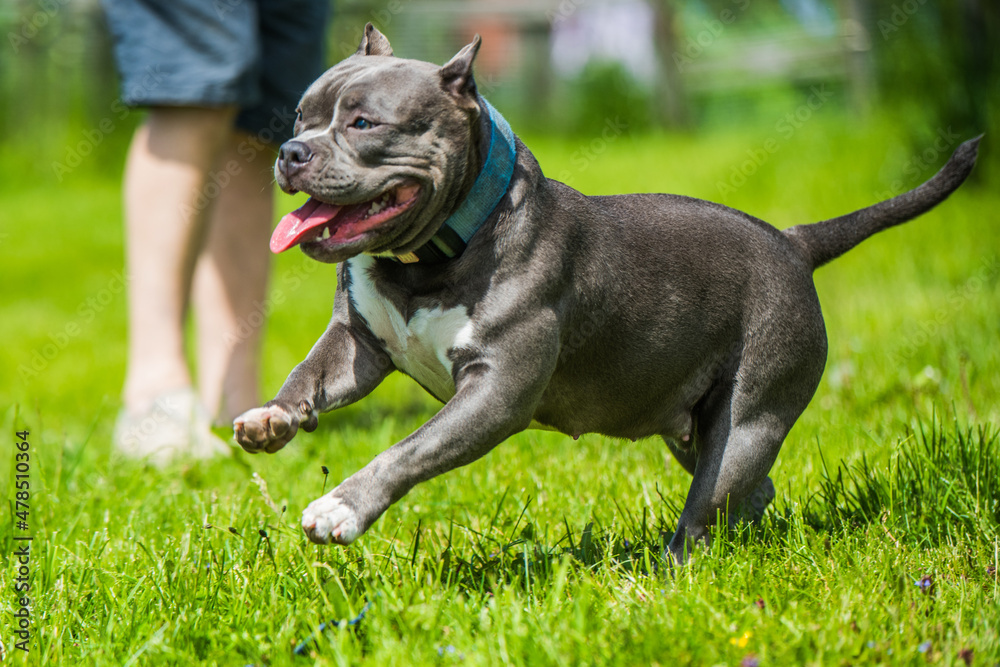 Blue hair American Bully dog female in move on nature.