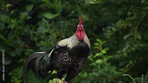 Rooster standing and scratching his head