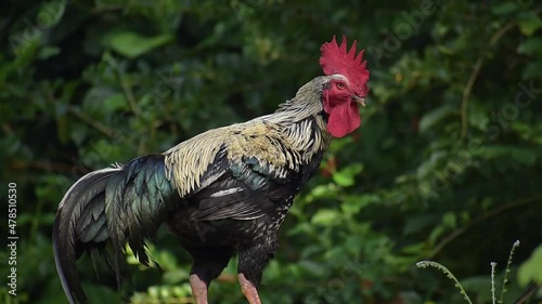 Rooster standing and scratching his head