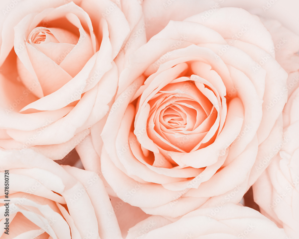 Obraz premium Close up rose flower, delicate macro petals peach cream pastel colors, natural flowery background. Fresh soft blooming rose. Selective focus flowery card, nature floral design postcard