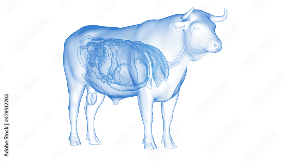 Obraz premium 3d rendered illustration of the bovine anatomy - the organs