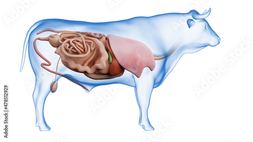 3d rendered illustration of the bovine anatomy - the organs