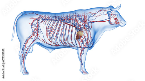 Slika na platnu 3d rendered illustration of the bovine anatomy - the vascular system