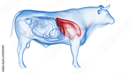 Slika na platnu 3d rendered illustration of the bovine anatomy - the lung