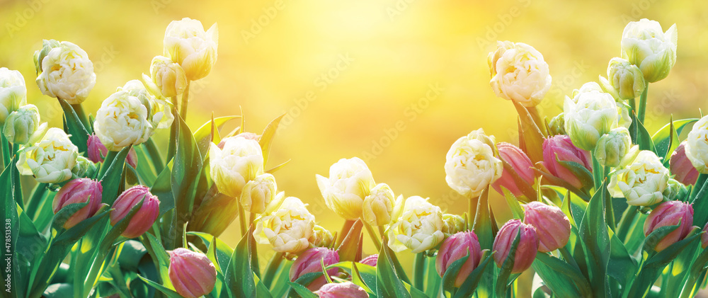 tulipany pełne, wiosenne kwiaty w promieniach wschodzącego słońca w ogrodzie - obrazy, fototapety, plakaty 
