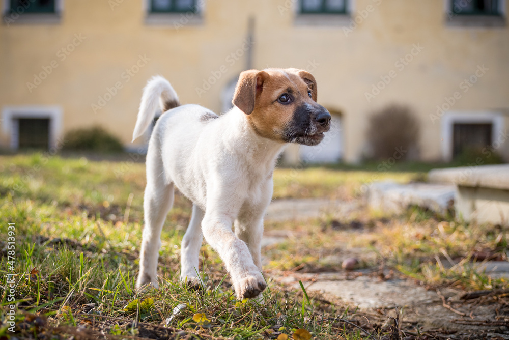 Obraz premium Little puppy playing in the park in the green meadow. The little baby dog has a white and brown mottled fur. Close up of a cute puppy
