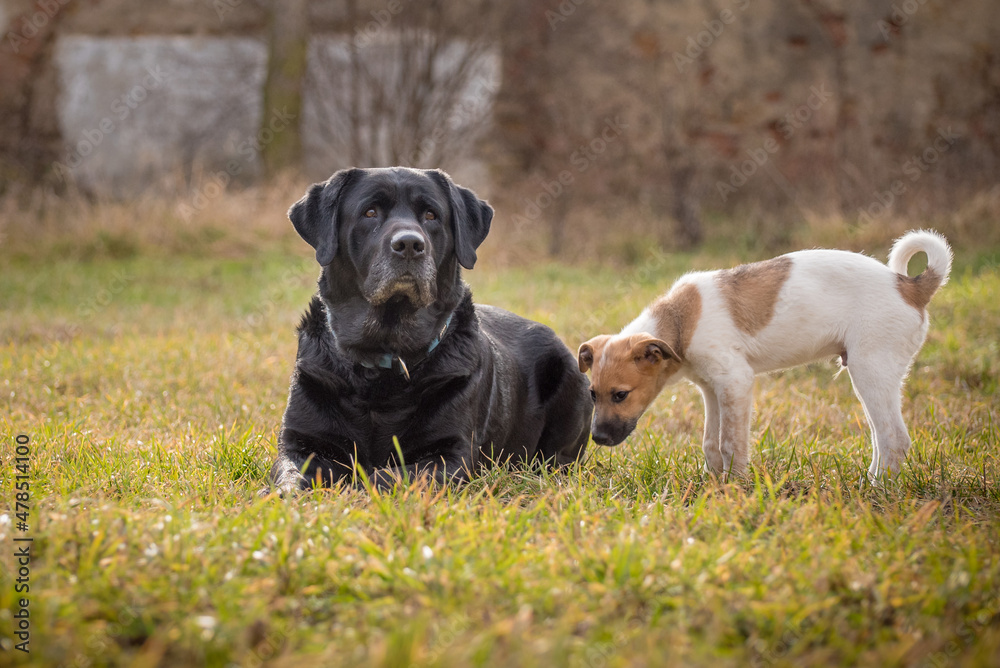 Black labrador in a green meadow with his puppy friend with white brown spotted fur. Portrait of two dogs friends