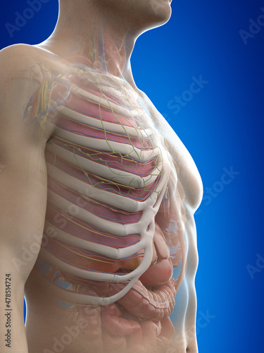 3d rendered medically accurate illustration of the male anatomy