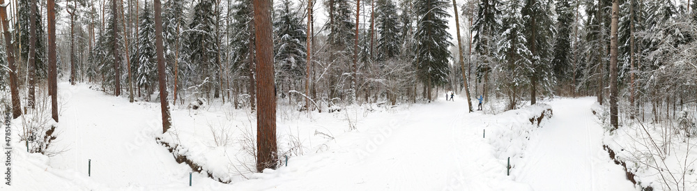 Panorama of a winter coniferous forest with a cross-country ski track and skiers climbing the mountain. Winter active sports outdoor, walking, healthy lifestyle Panorama of a winter coniferous forest with a cross-country ski track and skiers climbing the mountain. Winter active sports outdoor, walking, healthy lifestyle