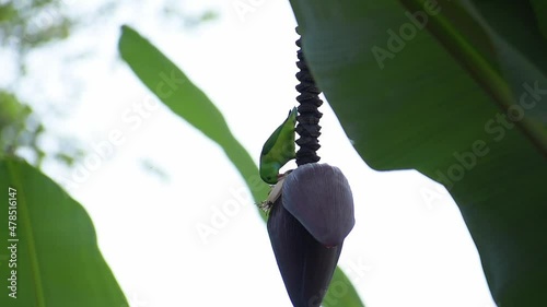 A parrot sitting and eating on a banana flower