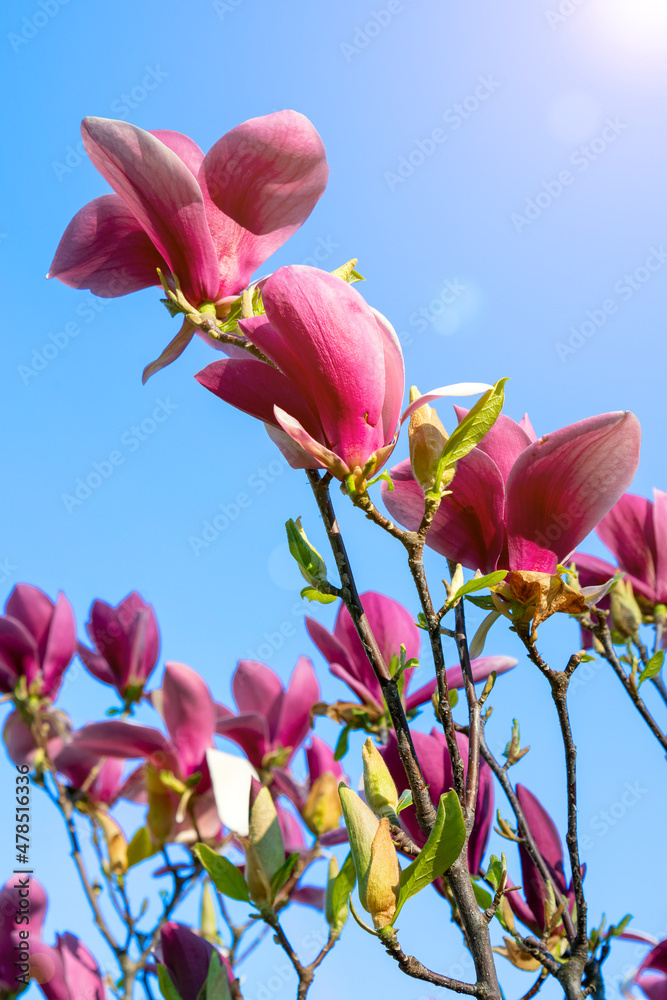Flowering magnolia branches against a perfectly clear blue sky. Rich red magnolia flowers against a deep blue sky. toned