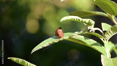 A brown butterfly sitting on a leaf
