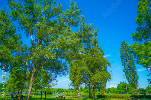 水元公園の新緑