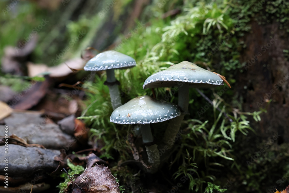 Fototapeta premium Verdigris agaric or verdigris roundhead, wild mushroom from Finland, scientific name Stropharia aeruginosa
