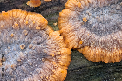 Wrinkled crust, wild fungus from Finland, scientific name Phlebia radiata