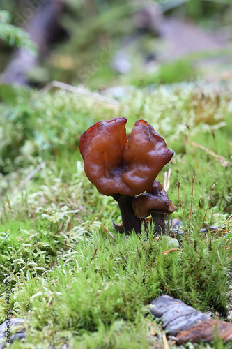 Hooded false morel, also called elfin saddle, wild fungus from Finland, scientific name Gyromitra infula