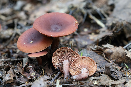 Curry milkcap, wild mushroom from Finland, scientific name Lactarius camphoratus