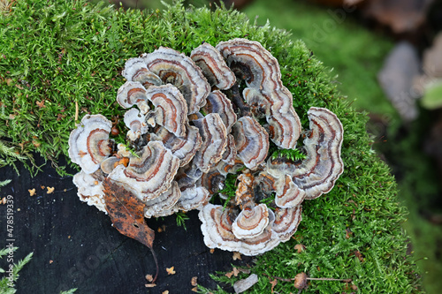Turkey tail, wild fungus from Finland, scientific name Trametes versicolor photo