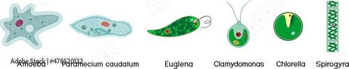 Set of microscopic unicellular organisms: protozoa (Paramecium caudatum, Amoeba proteus, Chlamydomonas, Euglena viridis) and green algae (Chlorella, Spirogyra) isolated on white background photo