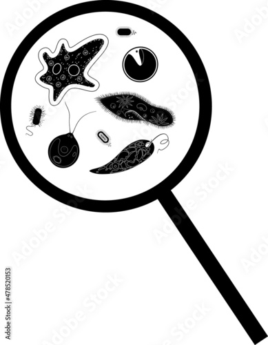 Fotografie Black silhouette of microscopic unicellular organisms: protozoa (Paramecium caud