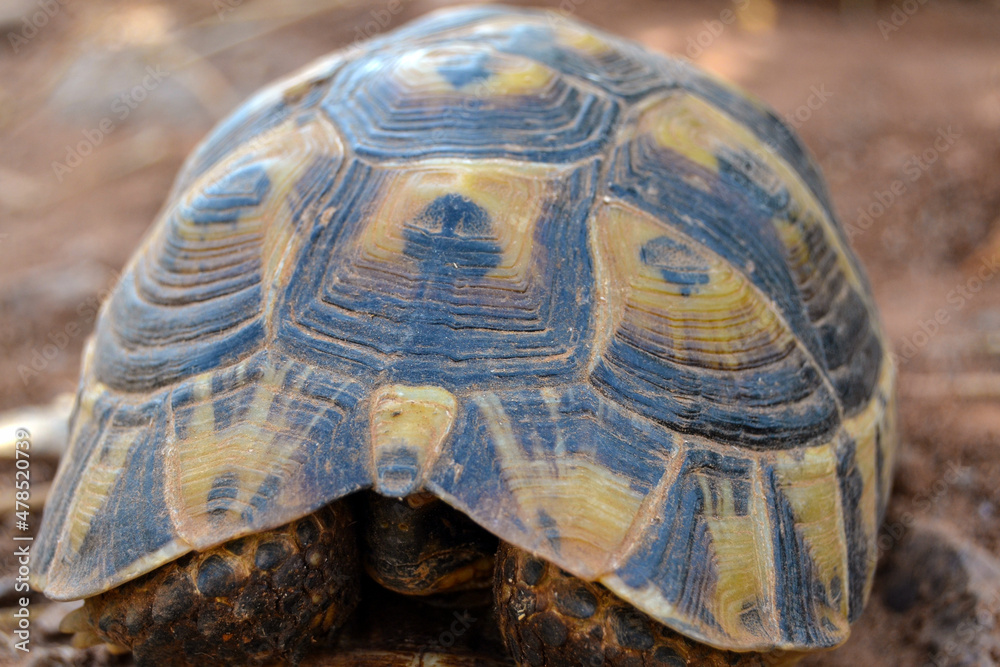 Fototapeta premium Close view of a beautiful turtle